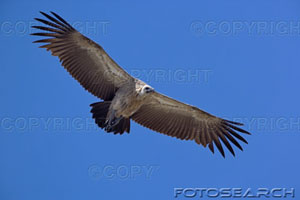 white-backed-vulture-gyps-bengalensis-in-flight-~-200394747-001.jpg
